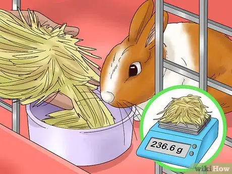 Image titled Care for a Polish Rabbit Step 6