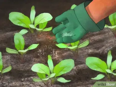 Image titled Grow Turnips Step 8