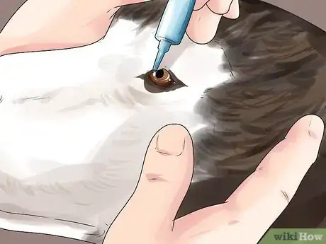 Image titled Treat Autoimmune Disorders in Siberian Huskies Step 5