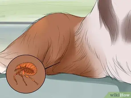 Image titled Care for Collies Step 14