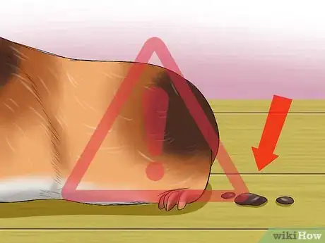 Image titled Know if a Pet Guinea Pig Is Ill Step 11