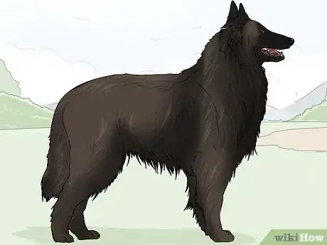 Image titled Identify a Belgian Sheepdog Step 10