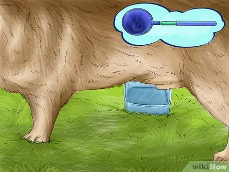 Image titled Prepare for Your Dog's Annual Vet Exam Step 11