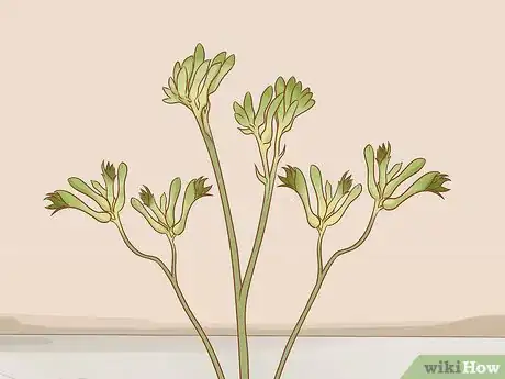 Image titled Prune Kangaroo Paws Step 9