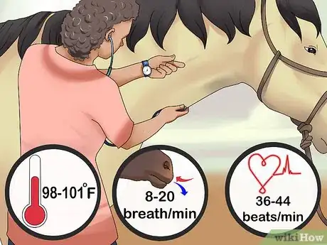 Image titled Take Your Horse on a Long Trailer Ride Step 11