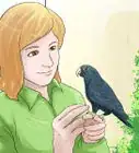 Know if a Pionus Parrot Is Right for You