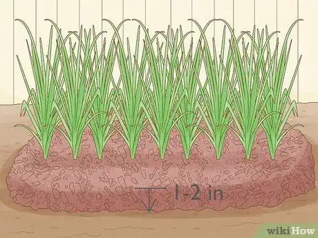Image titled Grow Sweetgrass Step 19