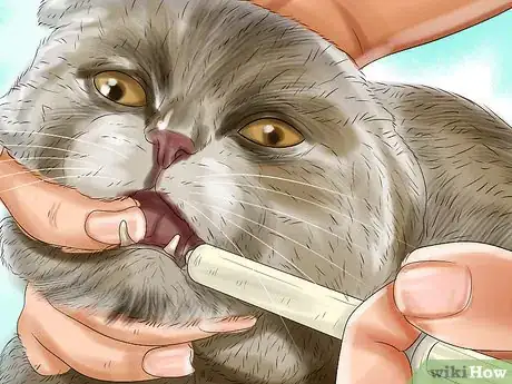 Image titled Give Monoamine Oxidase Inhibitors to a Cat Step 16