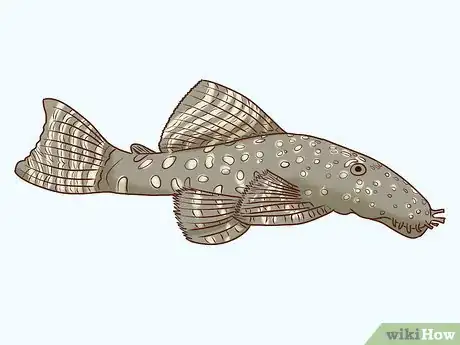 Image titled Find Compatible Tank Mates for Guppies Step 9