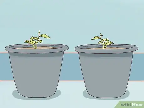 Image titled Plant Turing Sunflowers Step 7