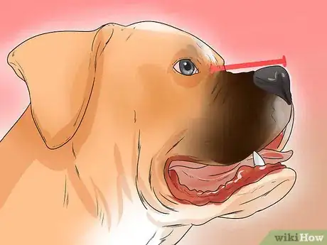 Image titled Diagnose Entropion in Boxers Step 5