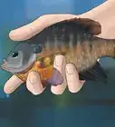 Catch Bluegill