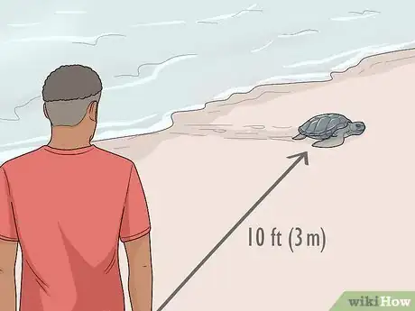 Image titled Save the Turtles Step 6