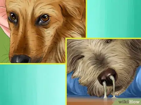 Image titled Adopt a Puppy Step 8