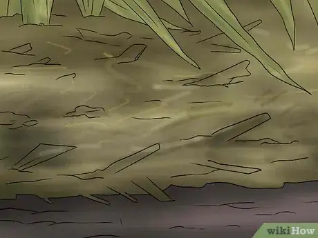 Image titled Keep Narcissus Bulbs After Flowering Step 4