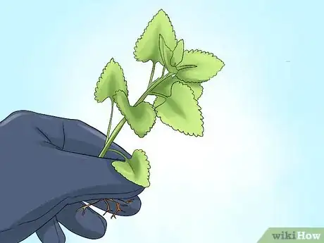 Image titled Grow Great Herbs Step 9