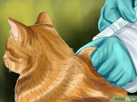 Image titled Give Monoamine Oxidase Inhibitors to a Cat Step 10