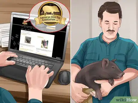 Image titled Have a Potbellied Pig for a Pet Step 2