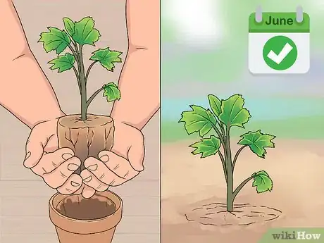 Image titled Grow Delphinium Step 17