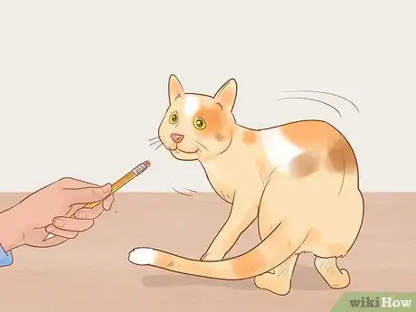 Image titled Target Train a Cat Step 13