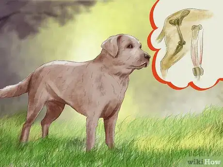 Image titled Prepare for Breed Specific Health Problems in Dogs Step 12