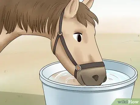 Image titled Care for a Gaited Horse Step 13