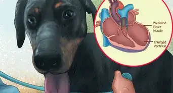 Diagnose Heart Conditions in Doberman Pinschers