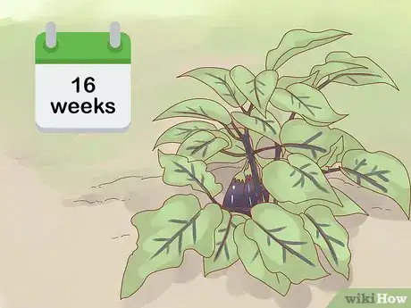 Image titled Harvest Eggplant Step 1