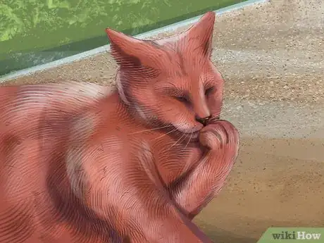 Image titled Diagnose and Treat Periodontitis in Cats Step 3