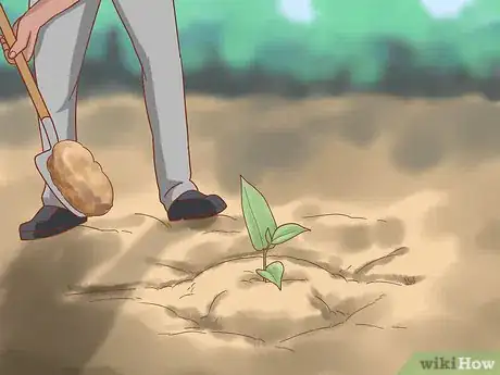 Image titled Plant Jackfruit Step 12