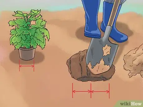 Image titled Grow Delphinium Step 21