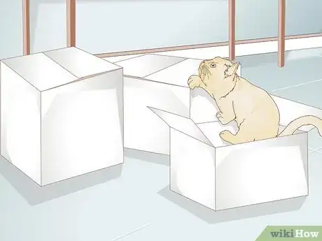 Image titled Keep an Indoor Cat Active Step 10