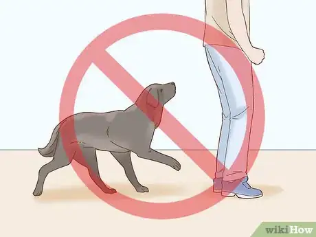 Image titled Train a Blind Dog to Handle the Stairs Step 18