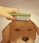 Give a Small Dog a Bath