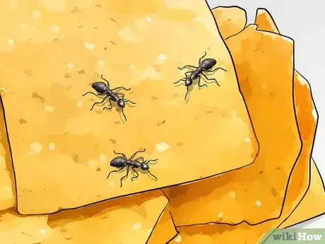 Image titled Identify Household Pests Step 13