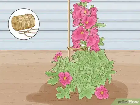 Image titled Transplant Hollyhocks Step 16