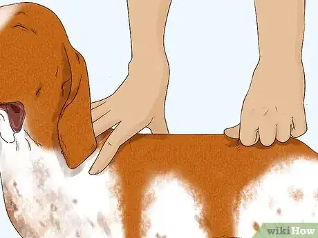 Image titled Identify a Bracco Italiano Step 8