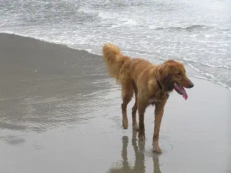 Image titled Auggie Dog on the Beach 1