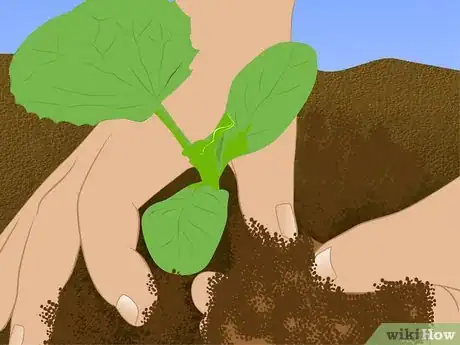 Image titled Save Watermelon Seeds for Planting Step 12