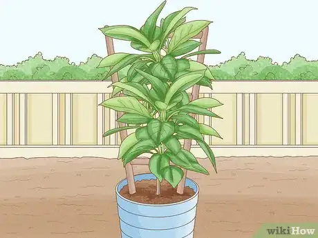 Image titled Grow Mandevillas Step 4