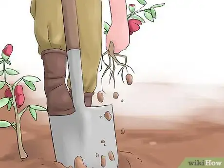 Image titled Grow Swamp Hibiscus Step 14