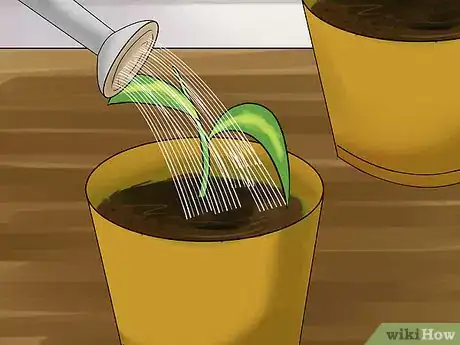 Image titled Propagate a Golden Pothos Step 7