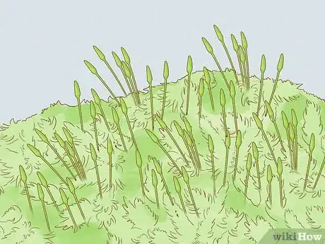 Image titled Identify Bryophytes Step 3