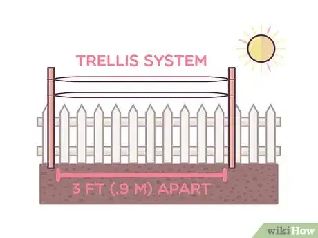 Image titled Grow Boysenberries Step 4