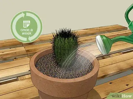 Image titled Care for a Cactus Step 6