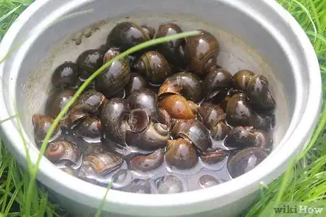 Image titled Prepare Escargot Step 3