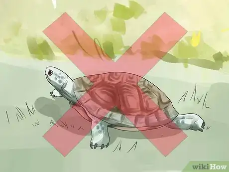 Image titled Buy a Turtle Step 15
