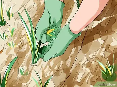 Image titled Grow Vegetables Step 16