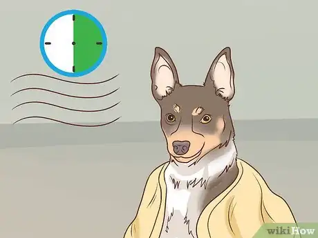 Image titled Make a Rat Terrier Warmer Step 10