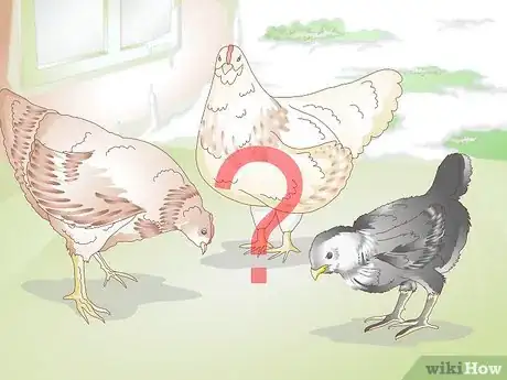 Image titled Treat Frostbite in Chickens Step 12